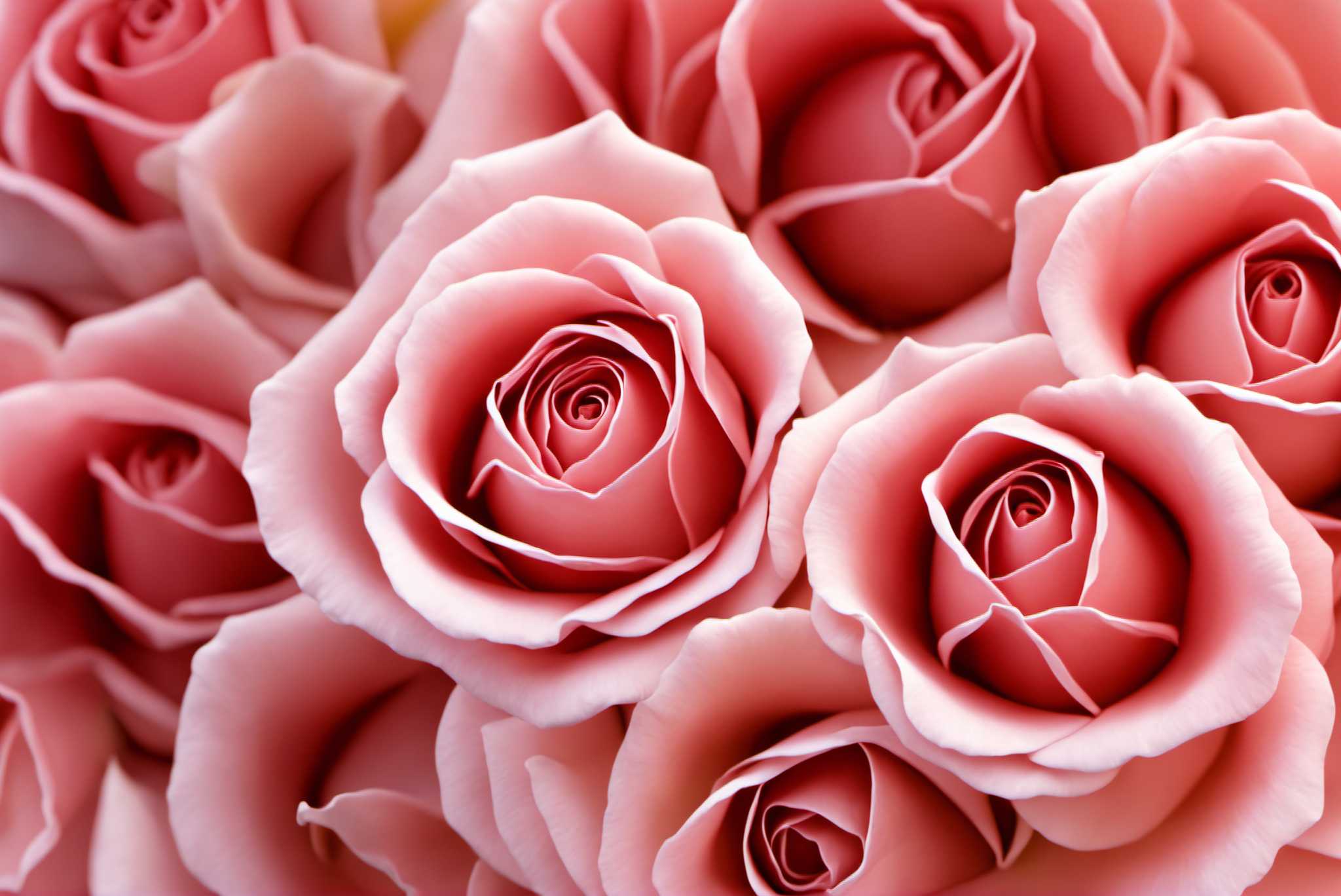 Petal ballet in blush: Pink rose art with fine art prints, in a room with urban design, digital art pieces, and decorative pieces. The art can be printed on poster, framed poster, canvas, metal, acrylic or wood, exclusively at WallArtZen. Find this exact print at https://wallartzen.com/waz232